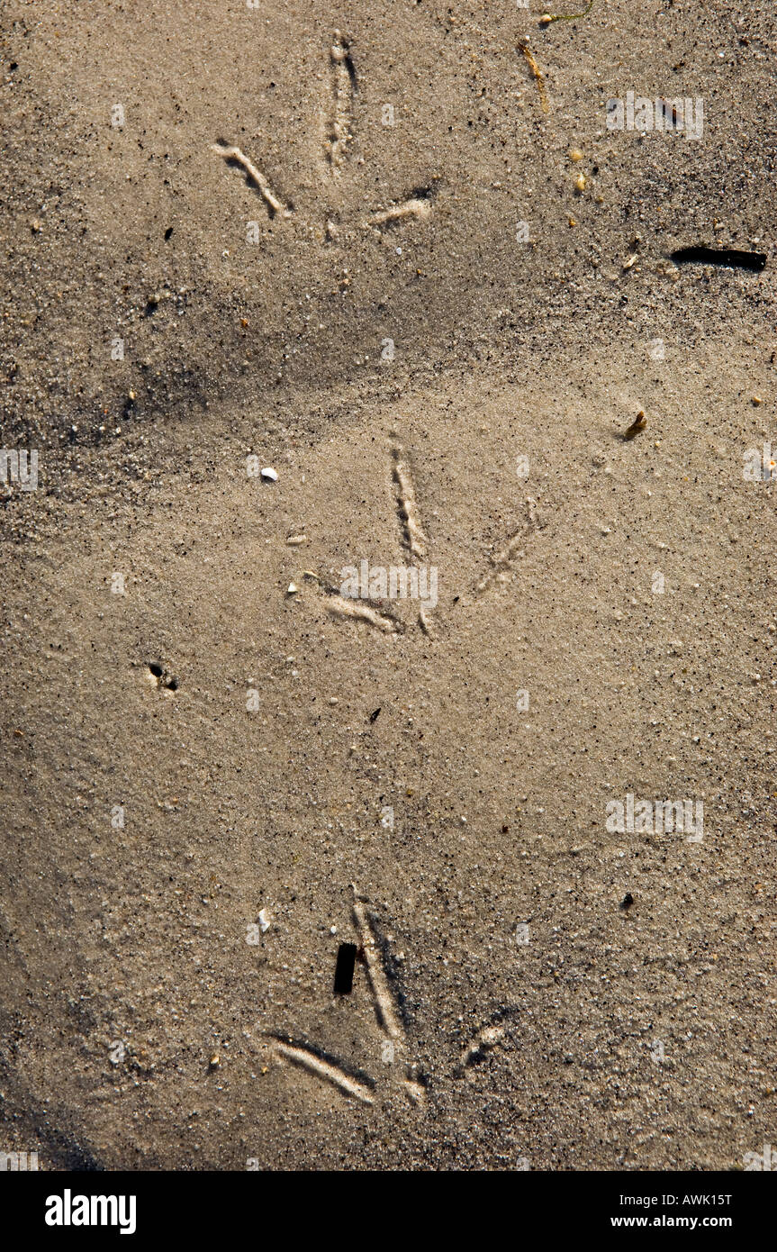 Vogel-Fußspuren im Sand. Stockfoto