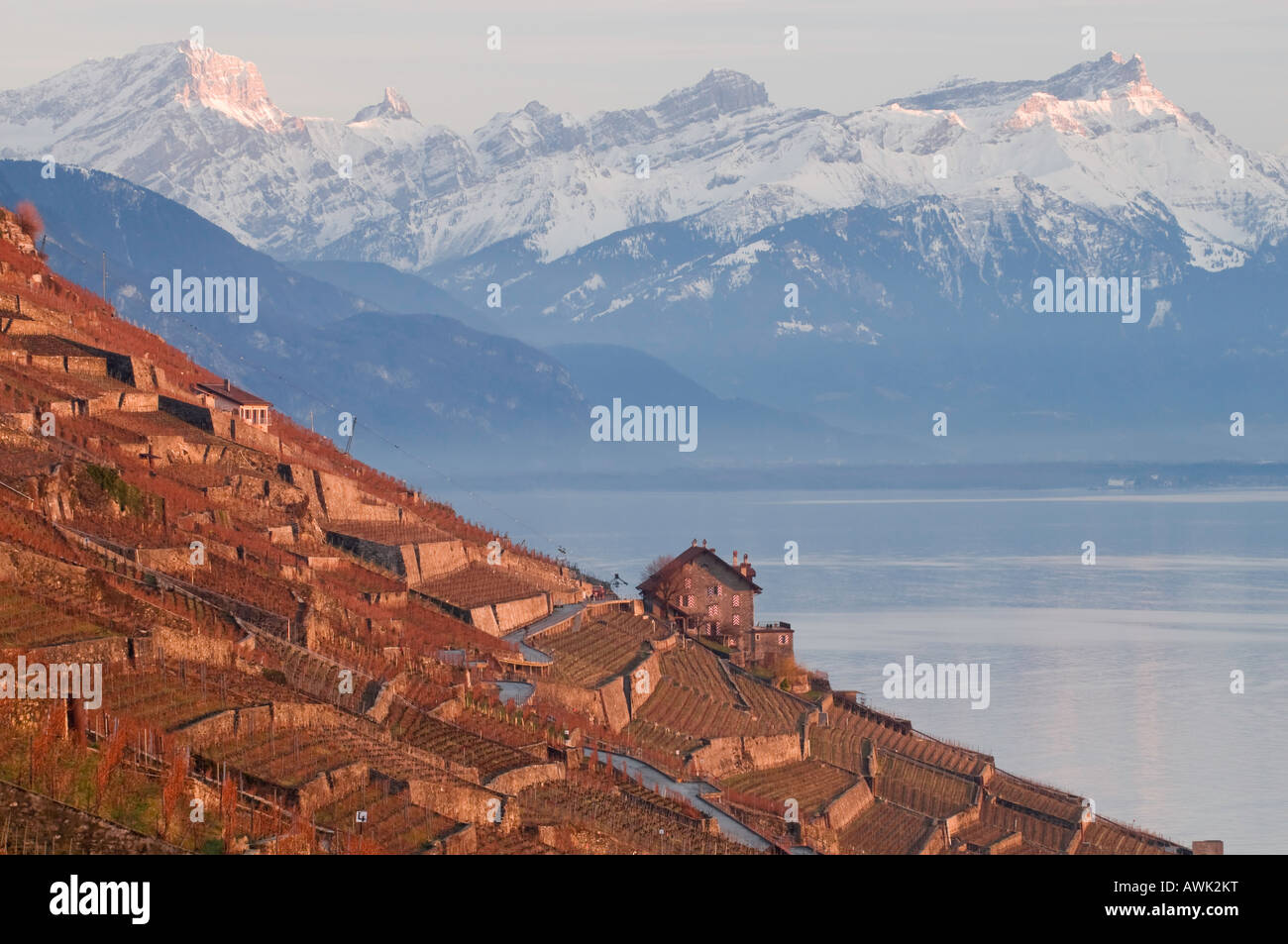 Sonnenuntergang in den zum Unesco-Weltkulturerbe Weinbergen des Lavaux in Genfer See, Schweiz Stockfoto