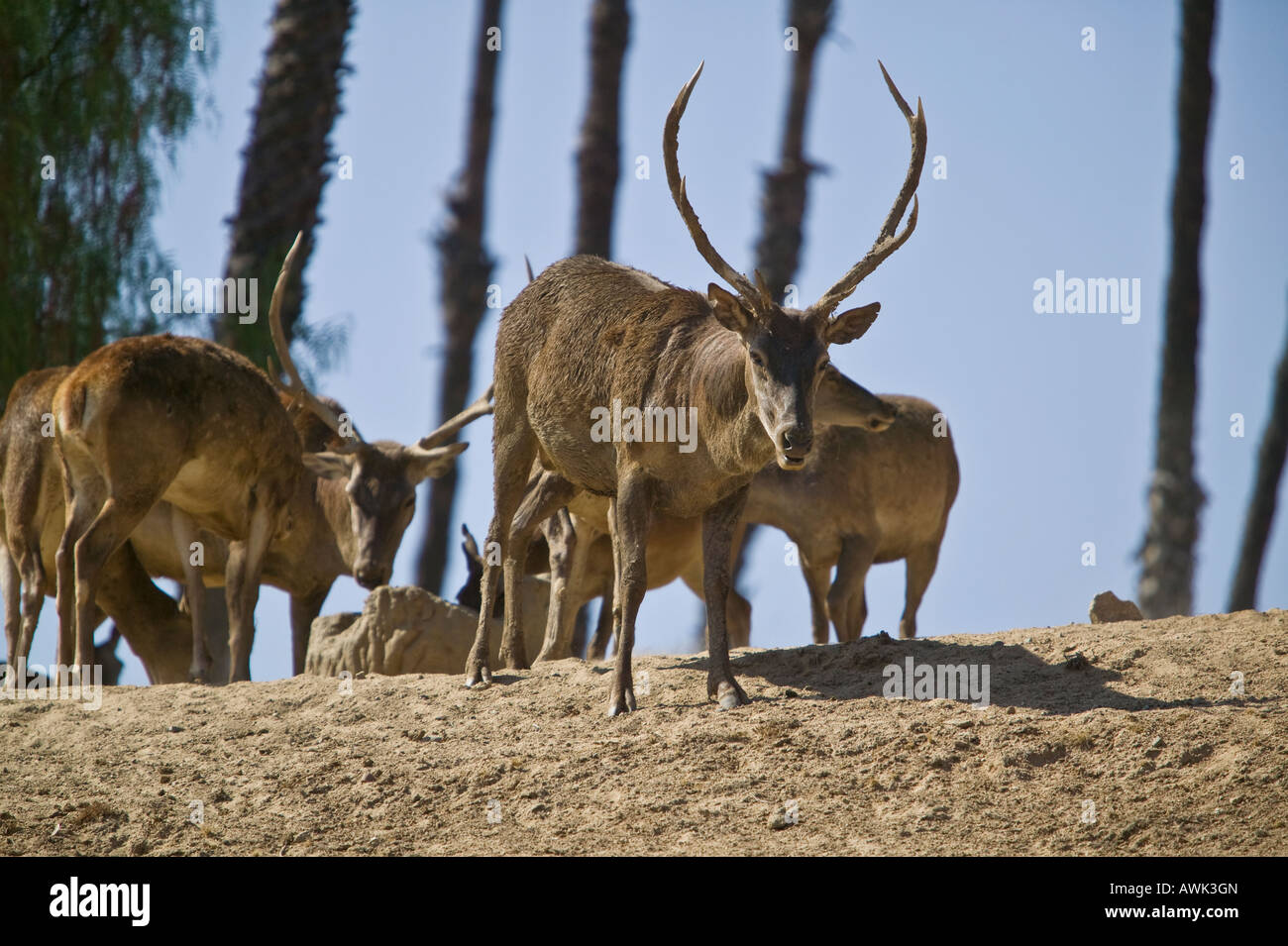 San Diego Wild Animal Park, Escondido, Kalifornien, USA Stockfoto