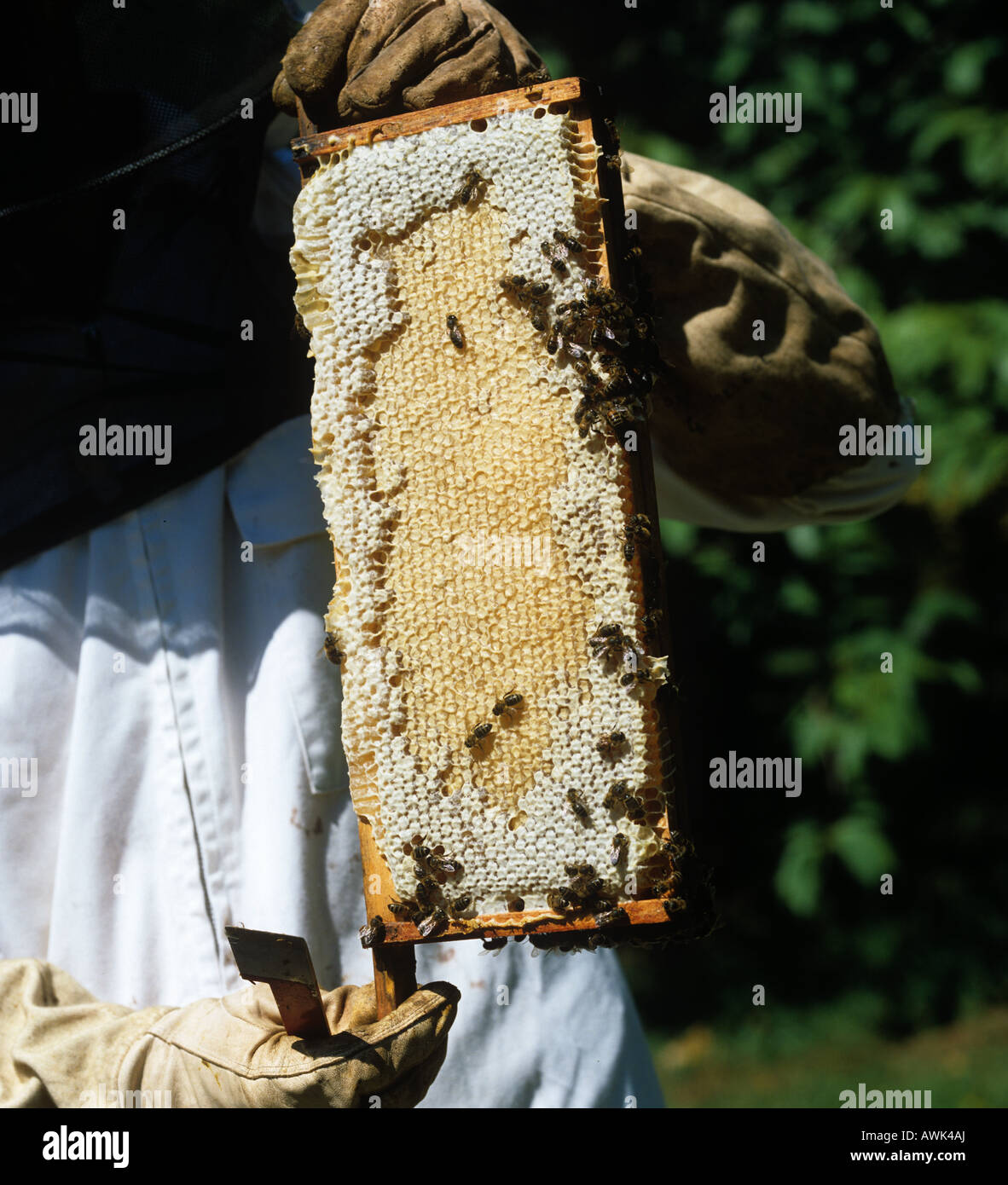 Imker, die flachen super Rahmen angeschnittene Ärmel Honig aus einer nationalen Bienenstock zu prüfen Stockfoto