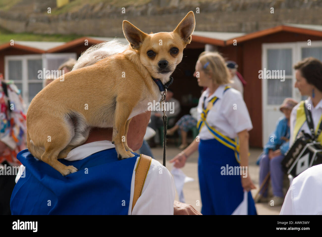 Swanage, Dorset, UK. Swanage Folk Festival, Hund auf Schultern der Tänzerin in Parade entlang der Strandpromenade, September Stockfoto