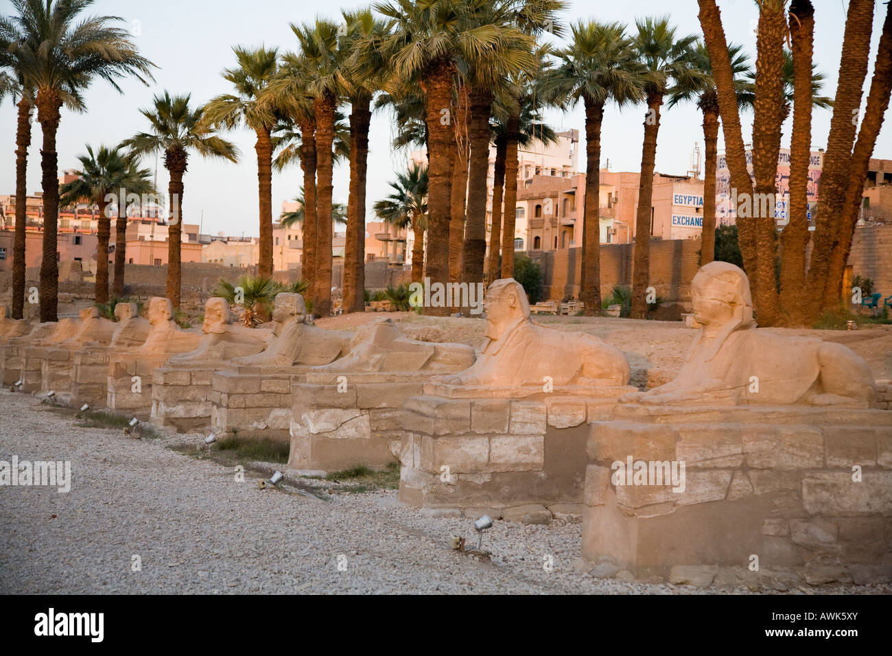 Sphinx gesäumten Allee in Luxor-Tempel Stockfoto