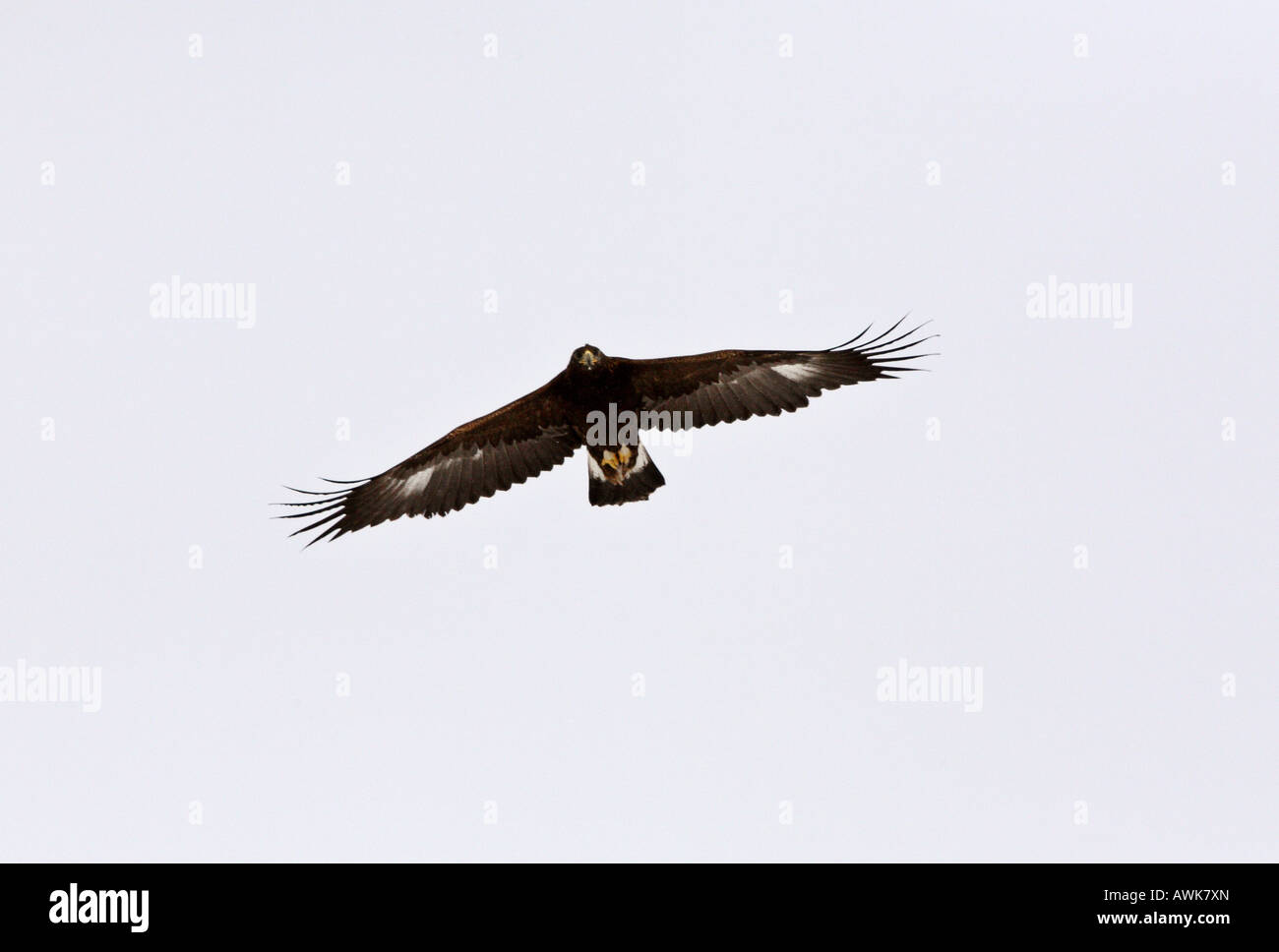 Adler im Flug Stockfoto