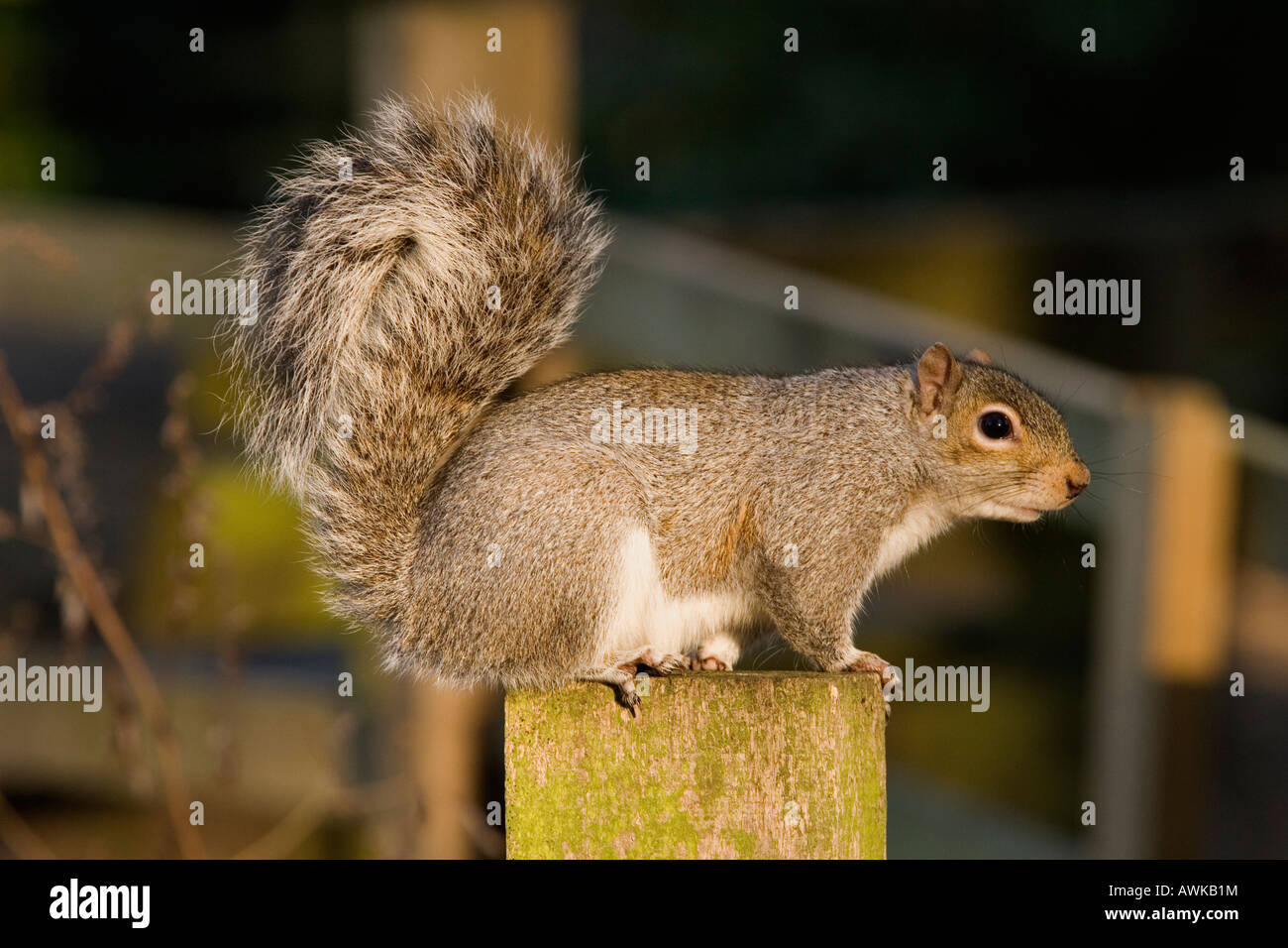 Grauhörnchen im Stadtpark, UK Stockfoto