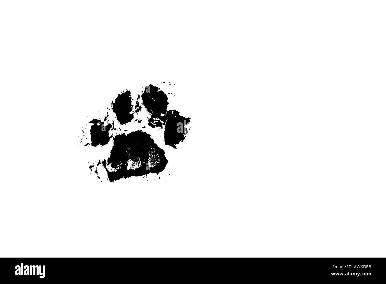 Cat Paw print Stockfoto