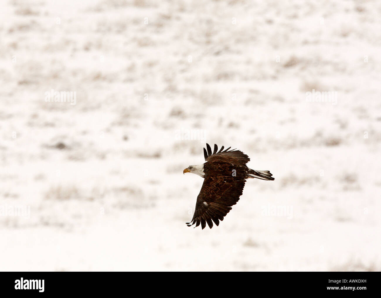 Adler im Flug Stockfoto