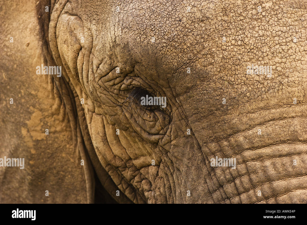 Afrikanischer Elefant. Stockfoto