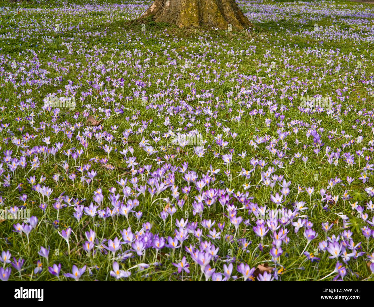 Krokusse auf einer Wiese im Frühling Stockfoto