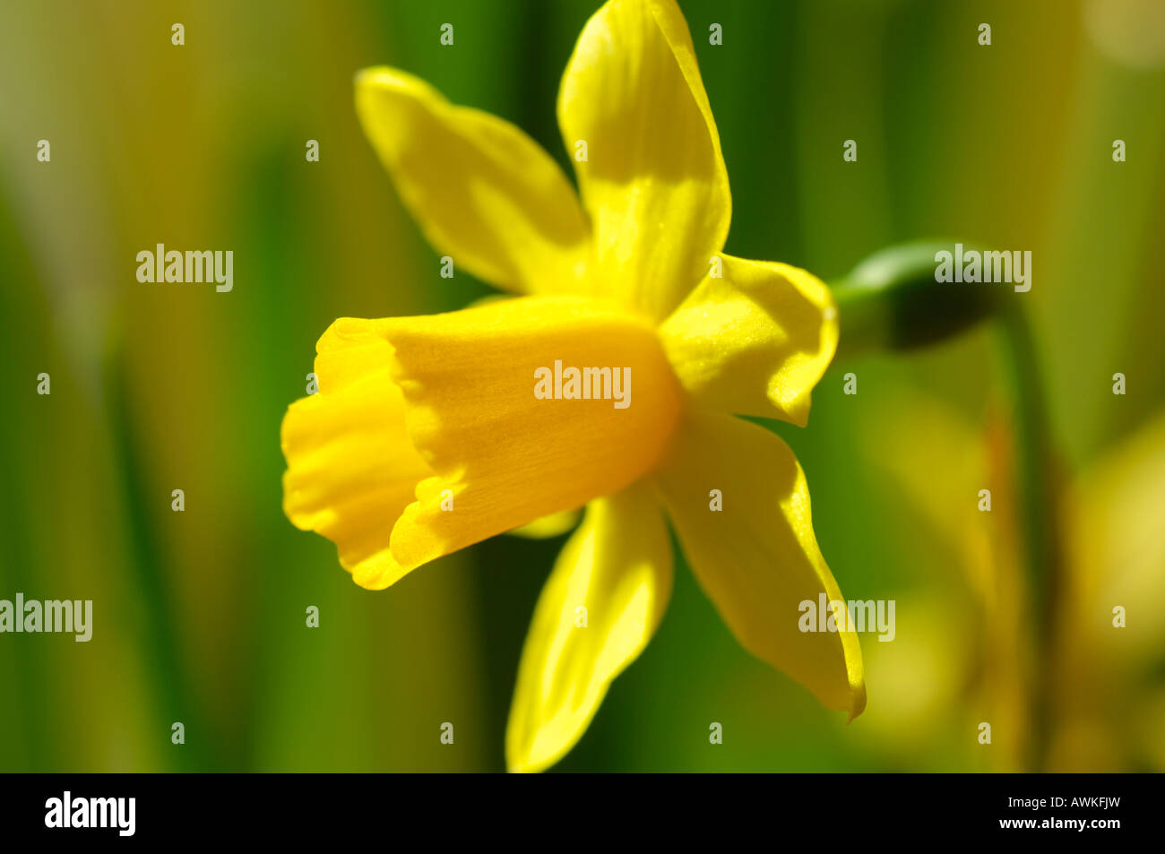 N. pseudonarcissus (Daffodil) Stockfoto