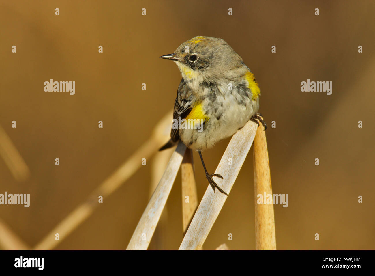 Gelbe Psephotus Warbler männlichen gehockt Rohrkolben im Sumpf Victoria British Columbia Kanada Stockfoto