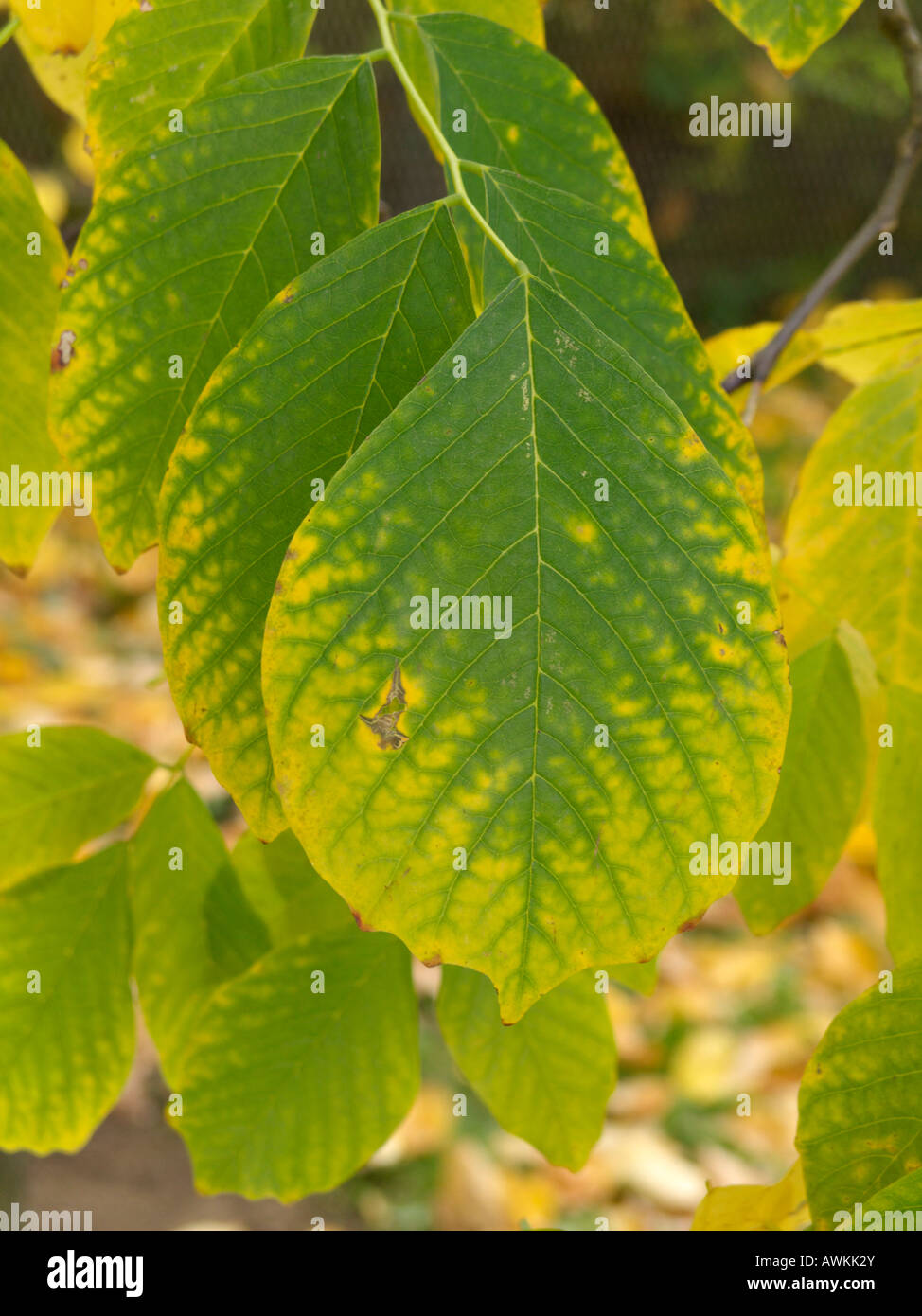 Kentucky gelb Holz (cladrastis kentukea Syn. Cladrastis lutea) Stockfoto