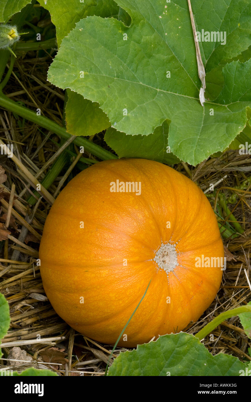 Einen Reifen Kürbis im Herbst Stockfoto