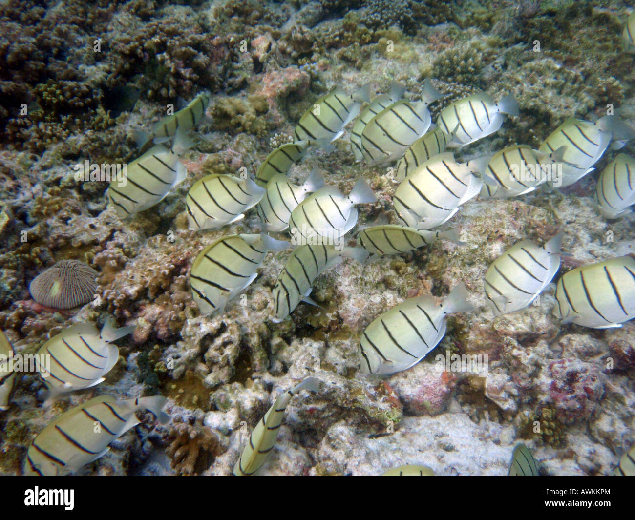 Doktorfisch (überführen Tang) zu überführen [Bandos Island Reef, Kaafu Atoll, Malediven, Asien]. Stockfoto