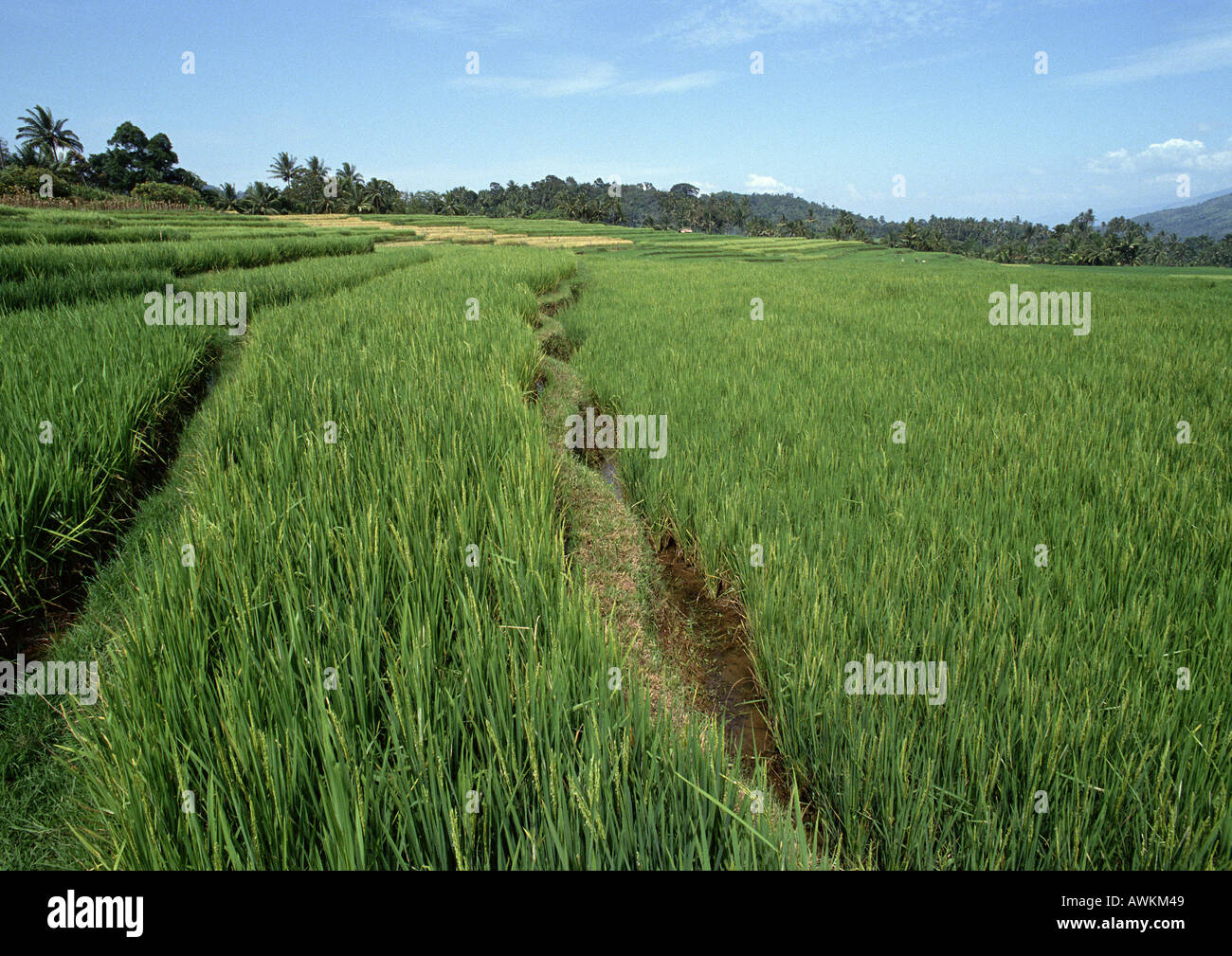 Indonesien, Sumatra, Reisfelder Stockfoto