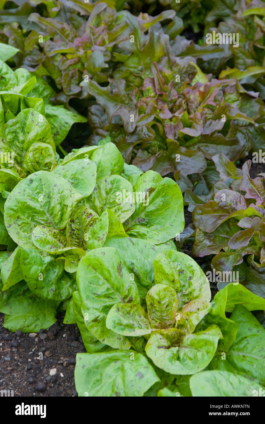 Zwei Sorten von Salat Stockfoto