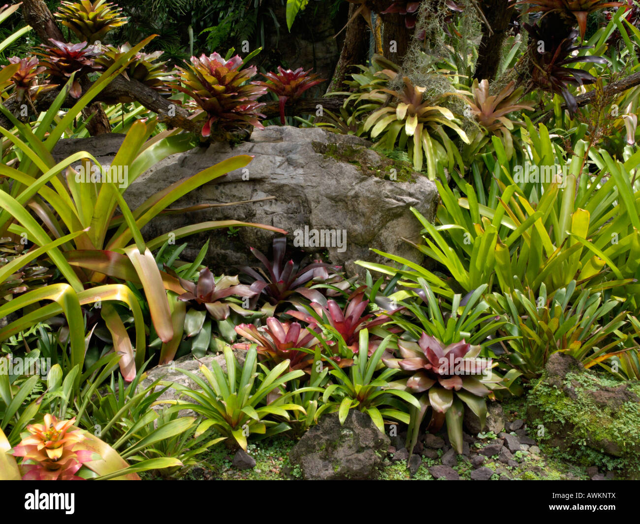 Bromelie Garten, Nationaler Orchideengarten, Singapur Stockfoto
