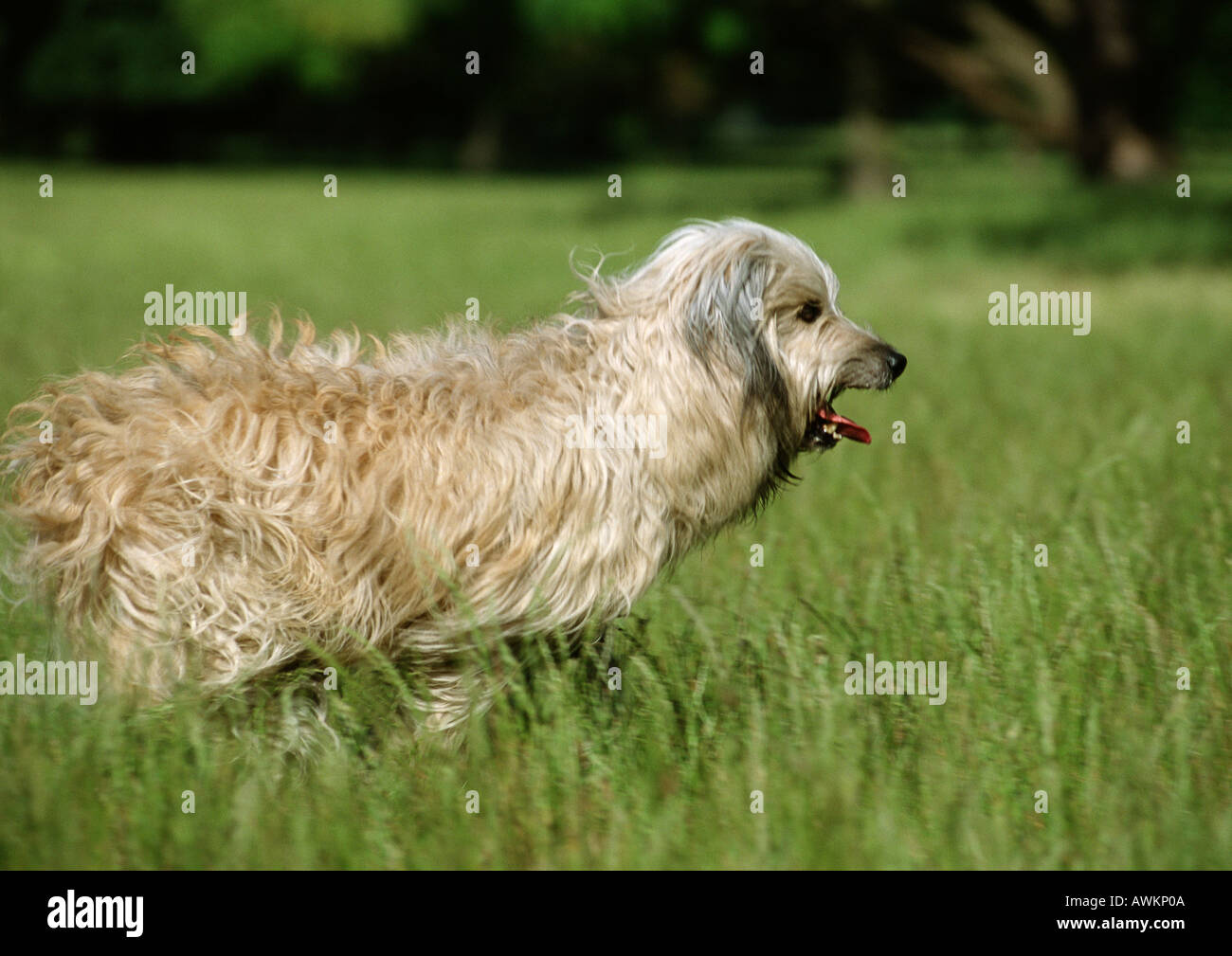 Pyrenäen-Schäferhund außerhalb ausgeführt. Stockfoto