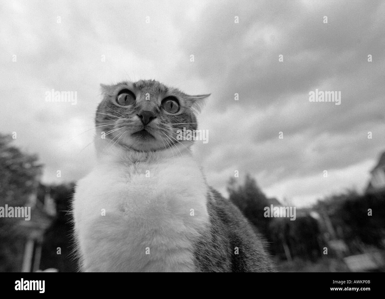 Katze, schwarz-weiß, niedrigen Winkel Flächenansicht Stockfoto