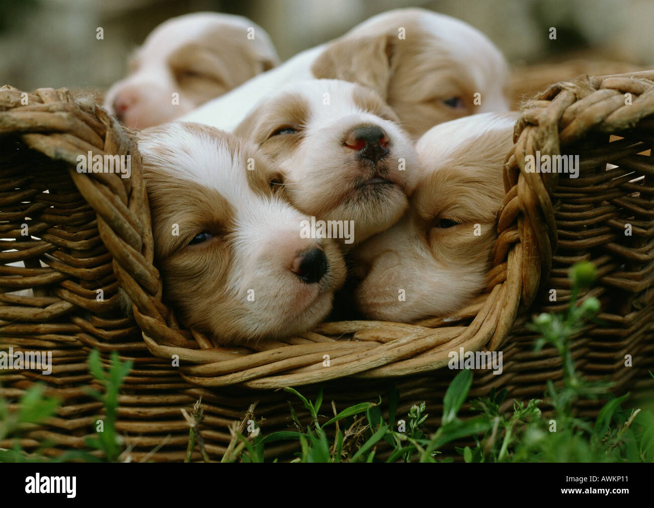 Spaniel Welpen in einem Korb. Stockfoto