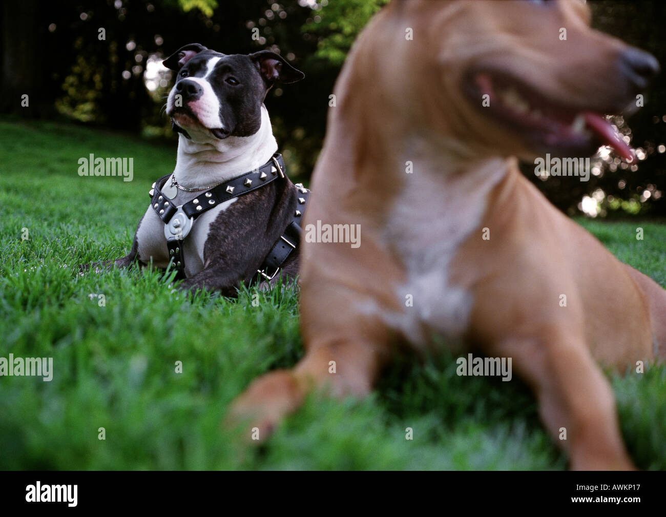 Zwei Pitbull-Hunde sitzen in Rasen Stockfoto