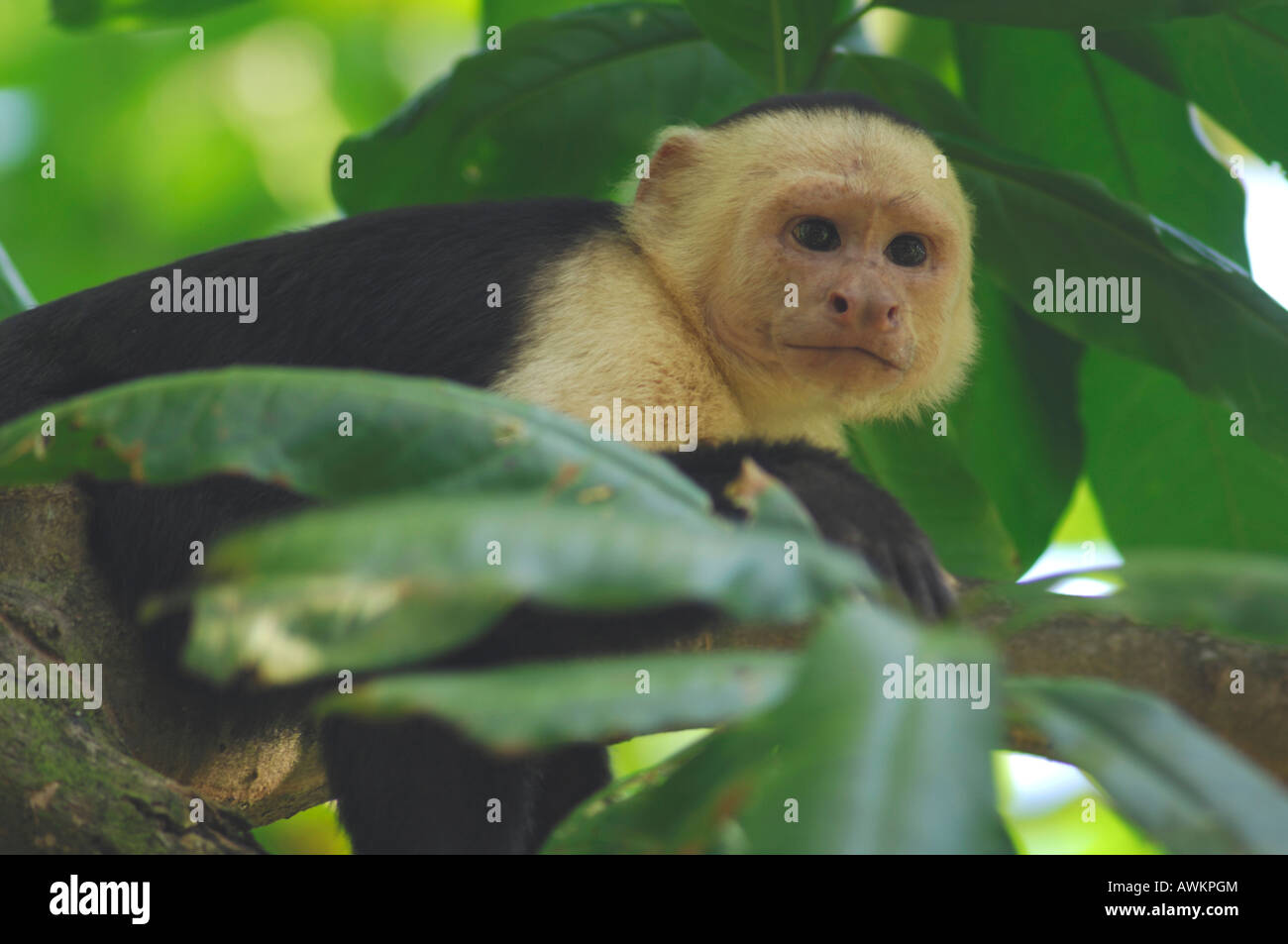 Stock Foto von einem White-faced Kapuziner-Affen ruht auf einem Ast. Stockfoto