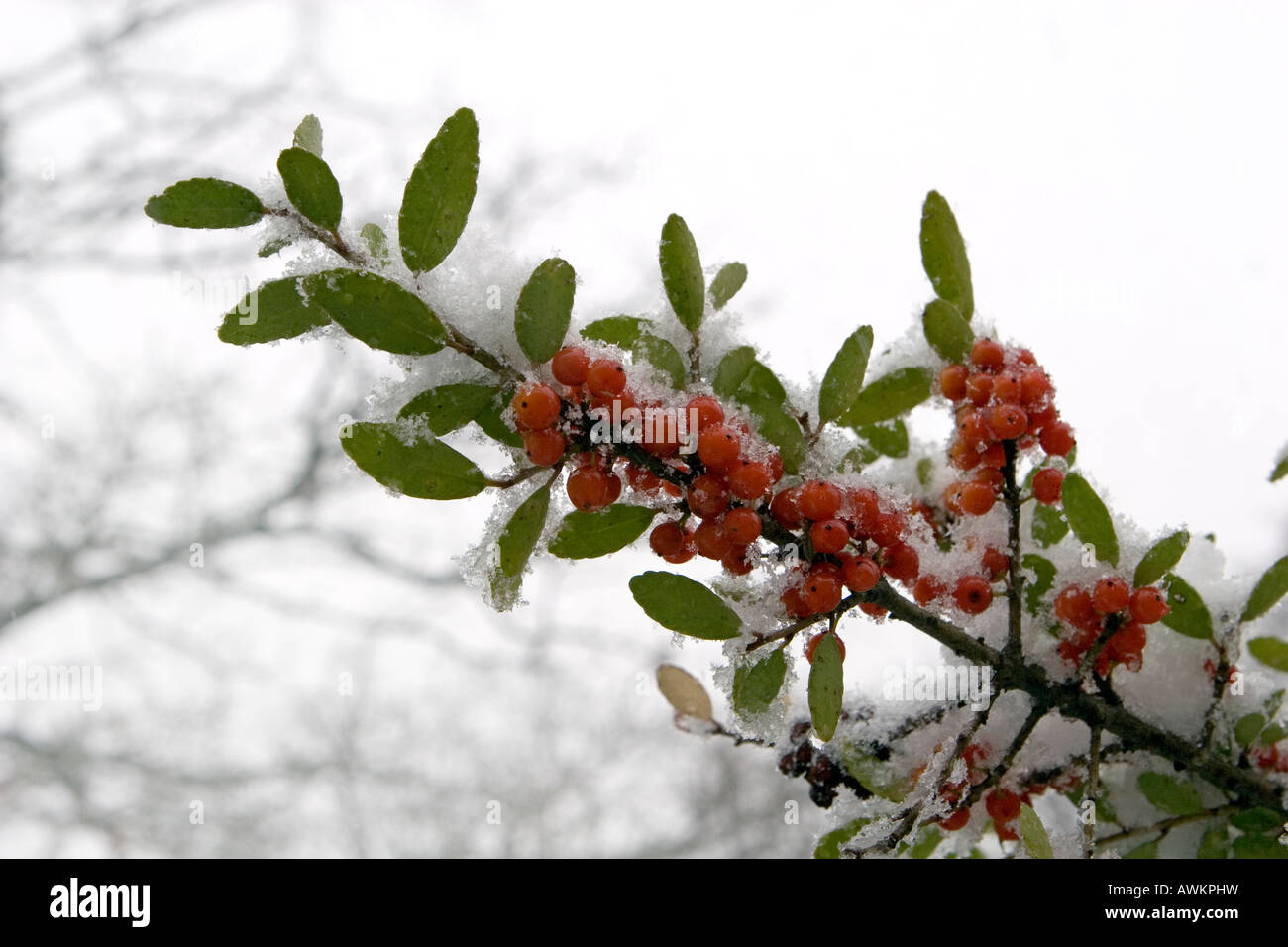 Eisigen Schnee auf Yaupon Stechpalme Beeren Stockfoto