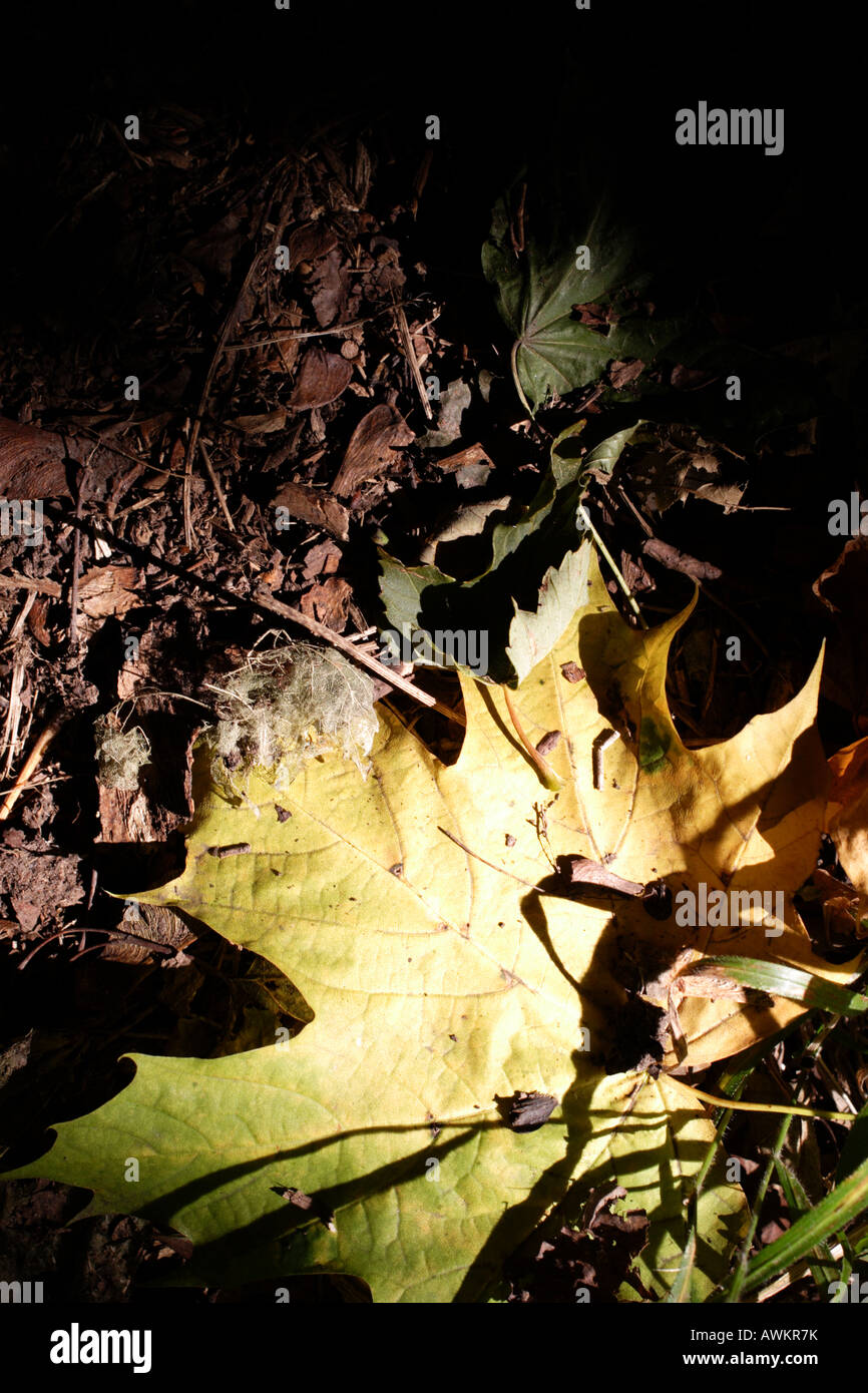 Ein Herbstblatt liegt von einer Welle des Sonnenlichts auf dem Waldboden beleuchtet Stockfoto