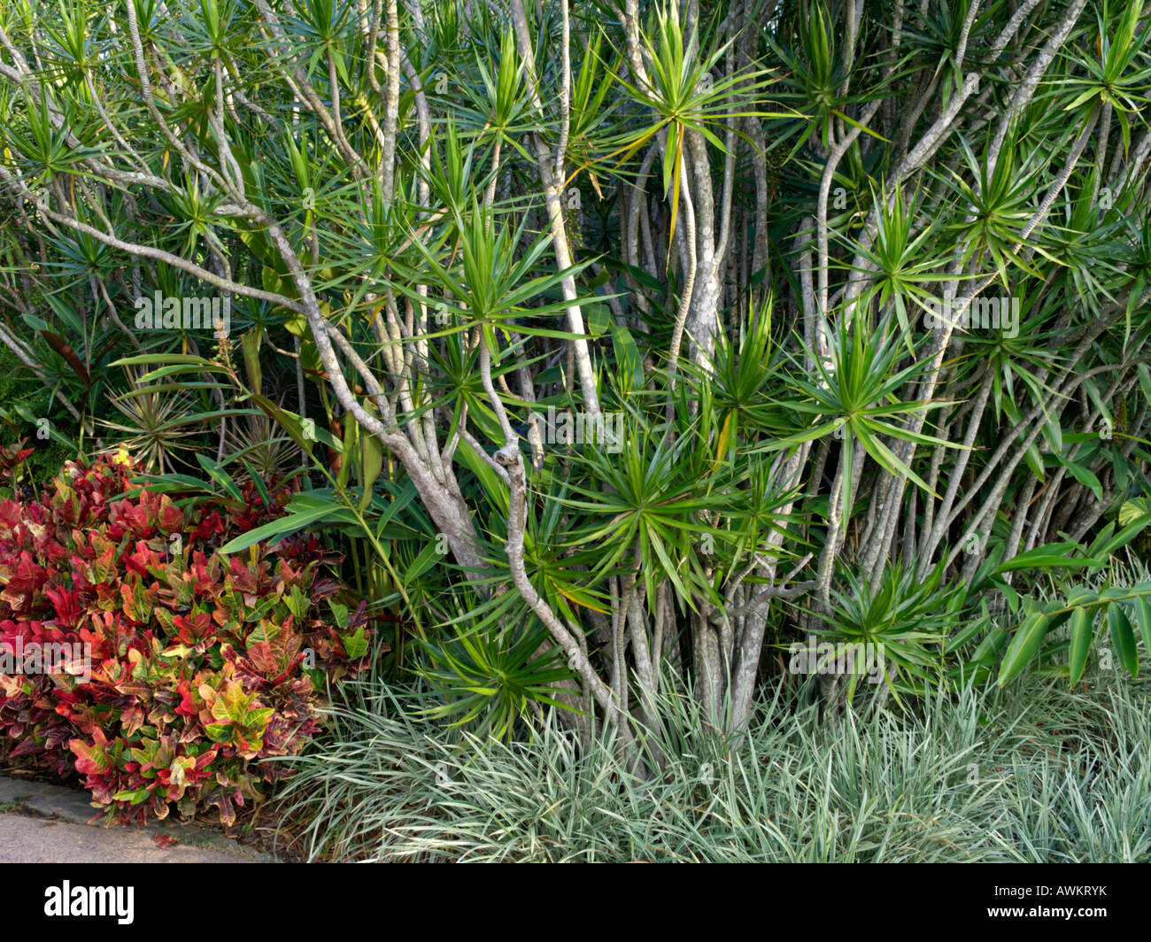 Madagaskar Drachenbaum (Dracaena marginata) und croton (Codiaeum variegatum  Syn. croton variegatus Stockfotografie - Alamy