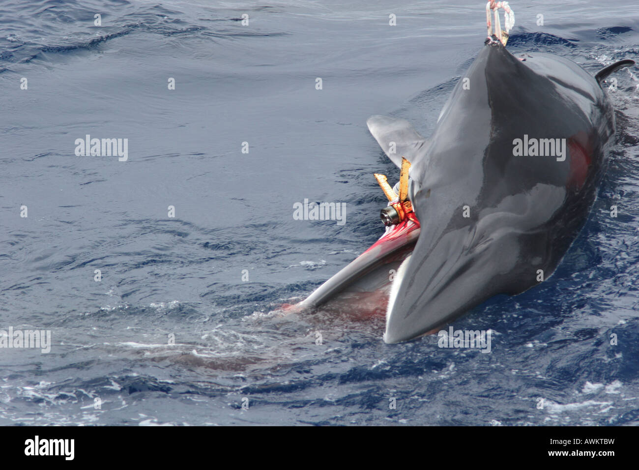 Antarktis Zwergwale harpuniert vom "Kyo Maru Nr. 1" Catcher Schiff der japanischen Walfangflotte, Südpolarmeer 05 01 2006 Stockfoto