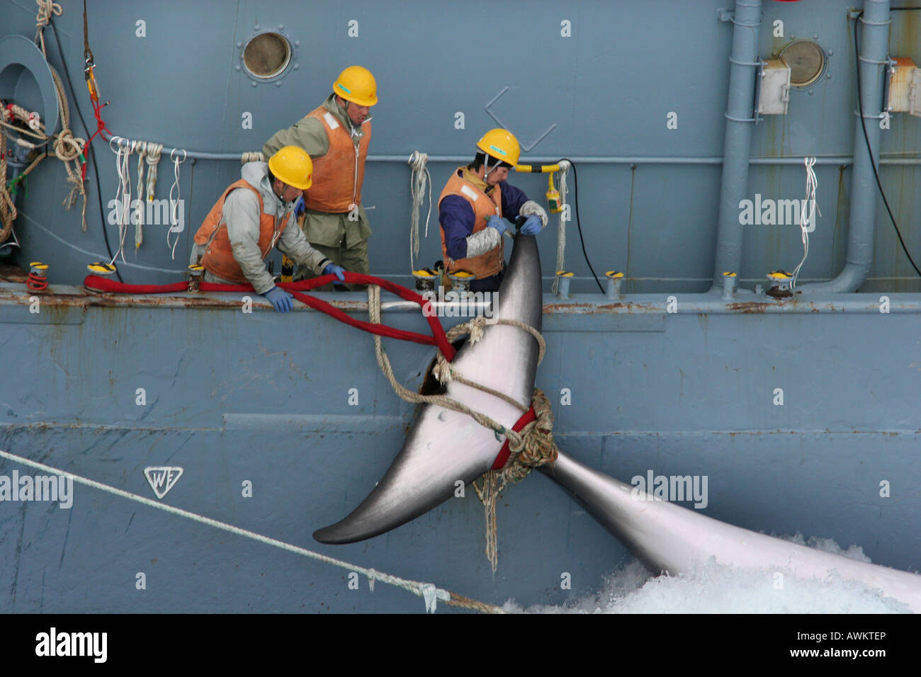 Die Jagd auf Zwergwale vor dem Fänger Schiff für die japanische Walfangflotte. Südlichen Ozean. 2006. Stockfoto