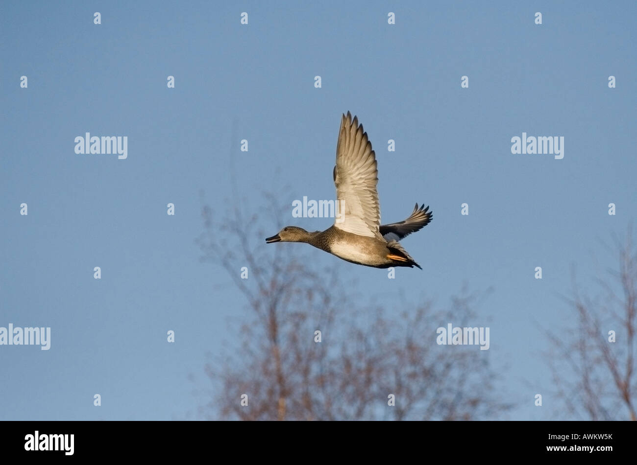 Gadwall Drake im Flug Stockfoto