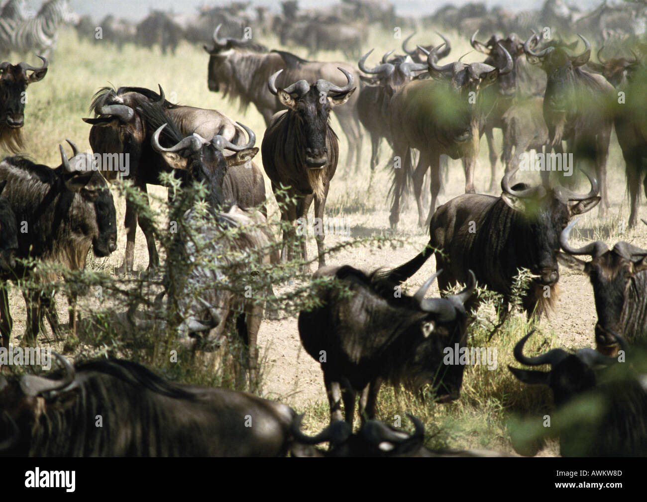 Afrika, Tansania, Herde von blaue Gnus (Connochaetes Taurinus) Stockfoto
