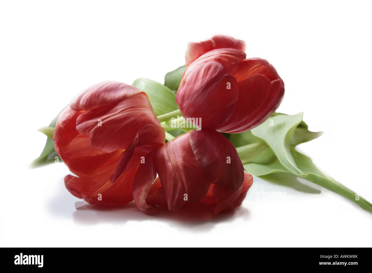 Drei rote Tulpen. Stockfoto