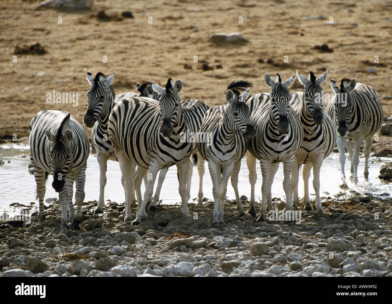 Afrika, Namibia, Gruppe von Burchell Zebras (Equus Quagga Burchellii) stand vor Teich Stockfoto