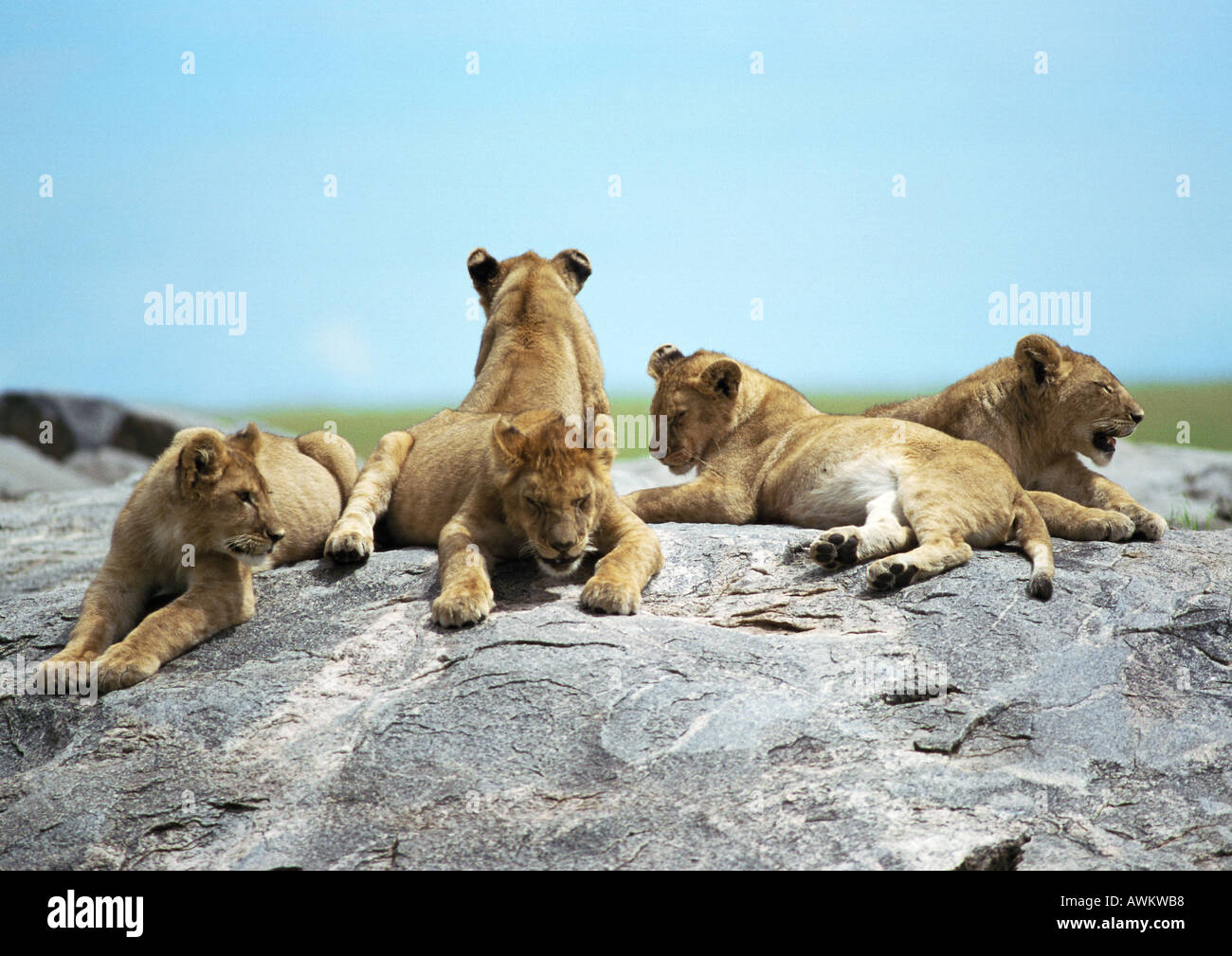 Löwenbabys (Panthera Leo) liegen auf Felsen Stockfoto