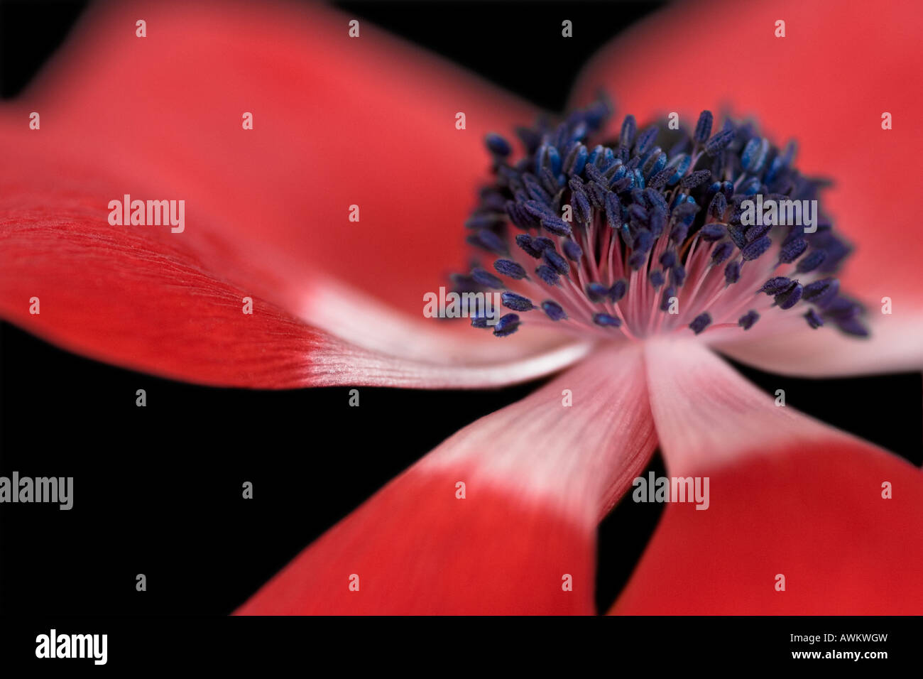 Stillleben-Porträt einer roten Anemone Blume auf einem schwarzen Hintergrund Stockfoto