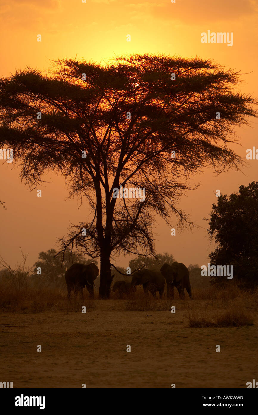 Elelphant unter einem Baum bei Sonnenuntergang South Luangwa Nationalpark Sambia Afrika Stockfoto