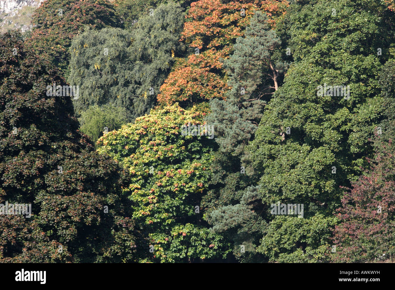 Eine Mischung aus Laub- und Nadelholz Bäume mit dem ersten paar Blätter mit Blick auf die Farben des Herbstes. Stockfoto
