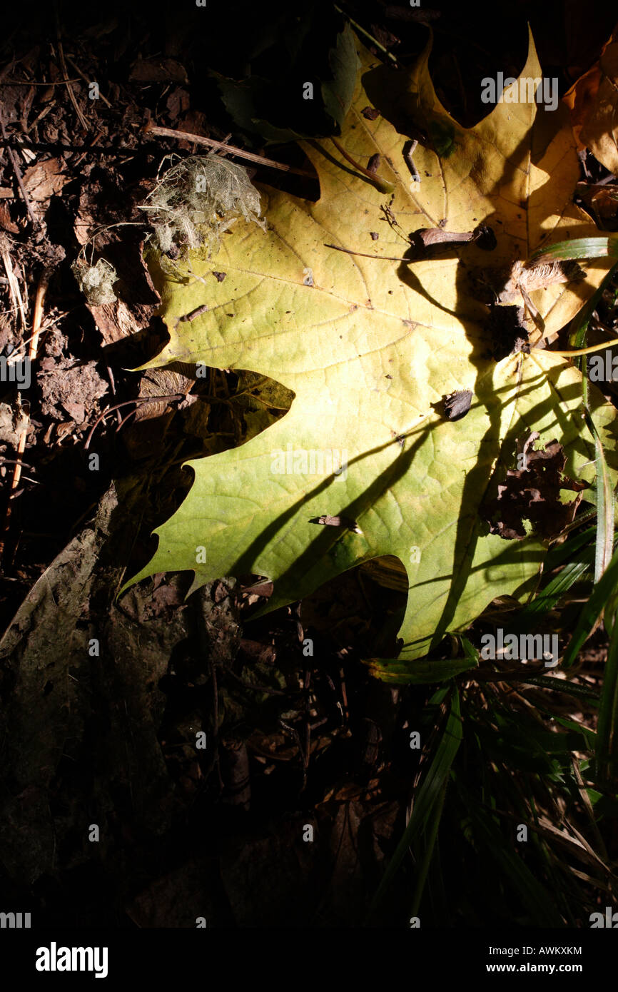Ausgesucht von einer Welle des Sonnenlichts, liegt ein Herbstblatt auf dem Waldboden Stockfoto