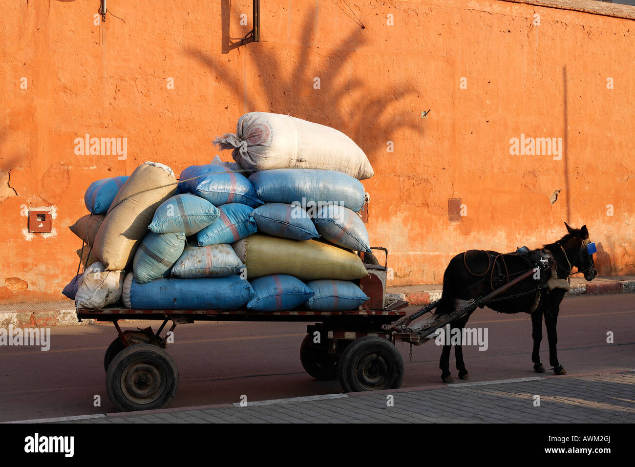 Vor einer ockerfarbenen Mauer im historischen Medina-Viertel von Mar wartet ein schwer beladener Maultierwagen mit blauen Säcken Stockfoto
