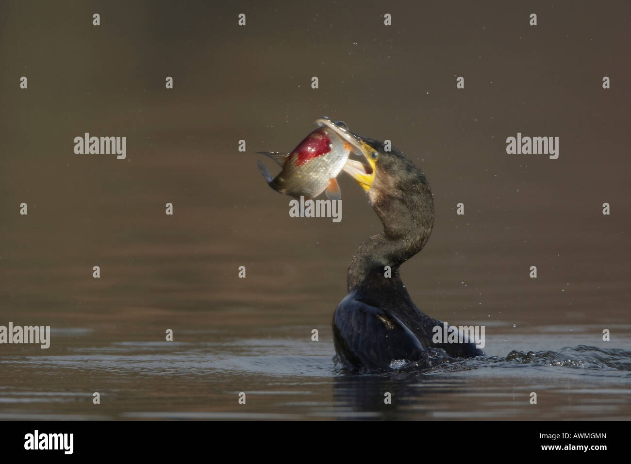 Kormoran (Phalacrocorax Carbo) mit Fisch Stockfoto