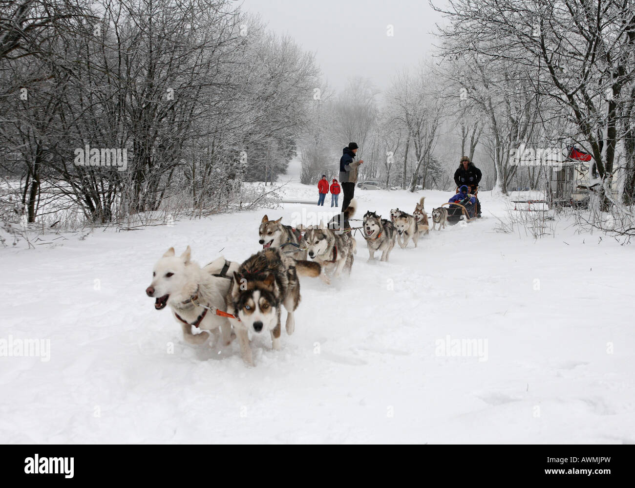 Hundeschlitten-Team in Schwarze Berge (Black Mountains), Rhön-Palette, Franken, Bayern, Deutschland, Europa Stockfoto