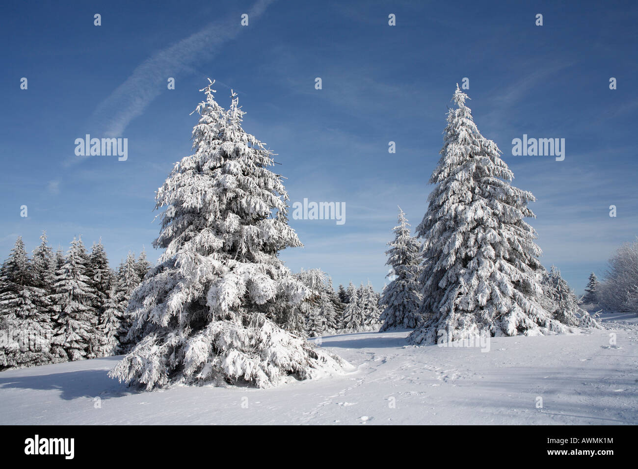 Schneebedeckten Fichten, Mt. Heidelstein, Lange Rhön Berge, untere Franken, Bayern, Deutschland, Europa Stockfoto