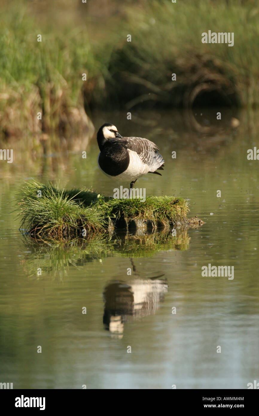 Weißwangengans (Branta Leucopsis) sonnen sich auf einer kleinen Rasen-Insel in Lech River, Bayern, Deutschland, Europa Stockfoto