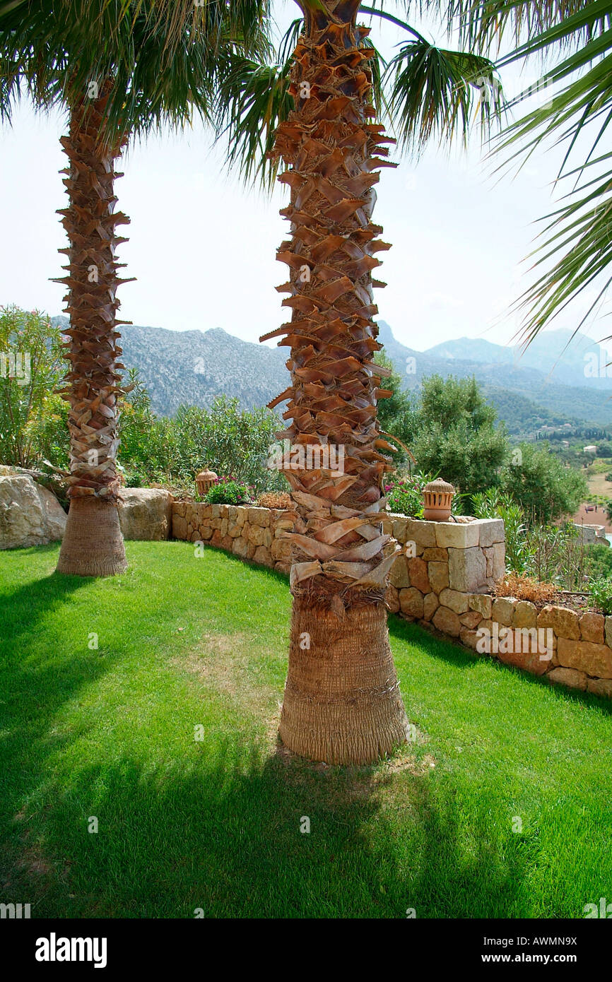 Palmengarten mit Blick auf die Bergkette der Serra de Tramuntana, Mallorca, Spanien Stockfoto