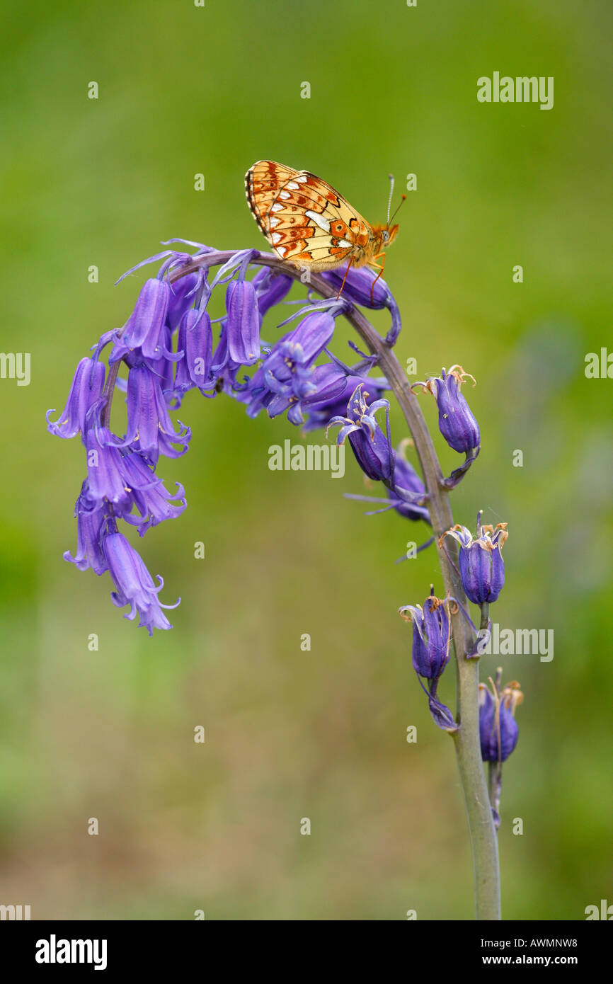 Perle umrahmten Fritillary Butterfly auf wilden britischen Bluebell Stockfoto