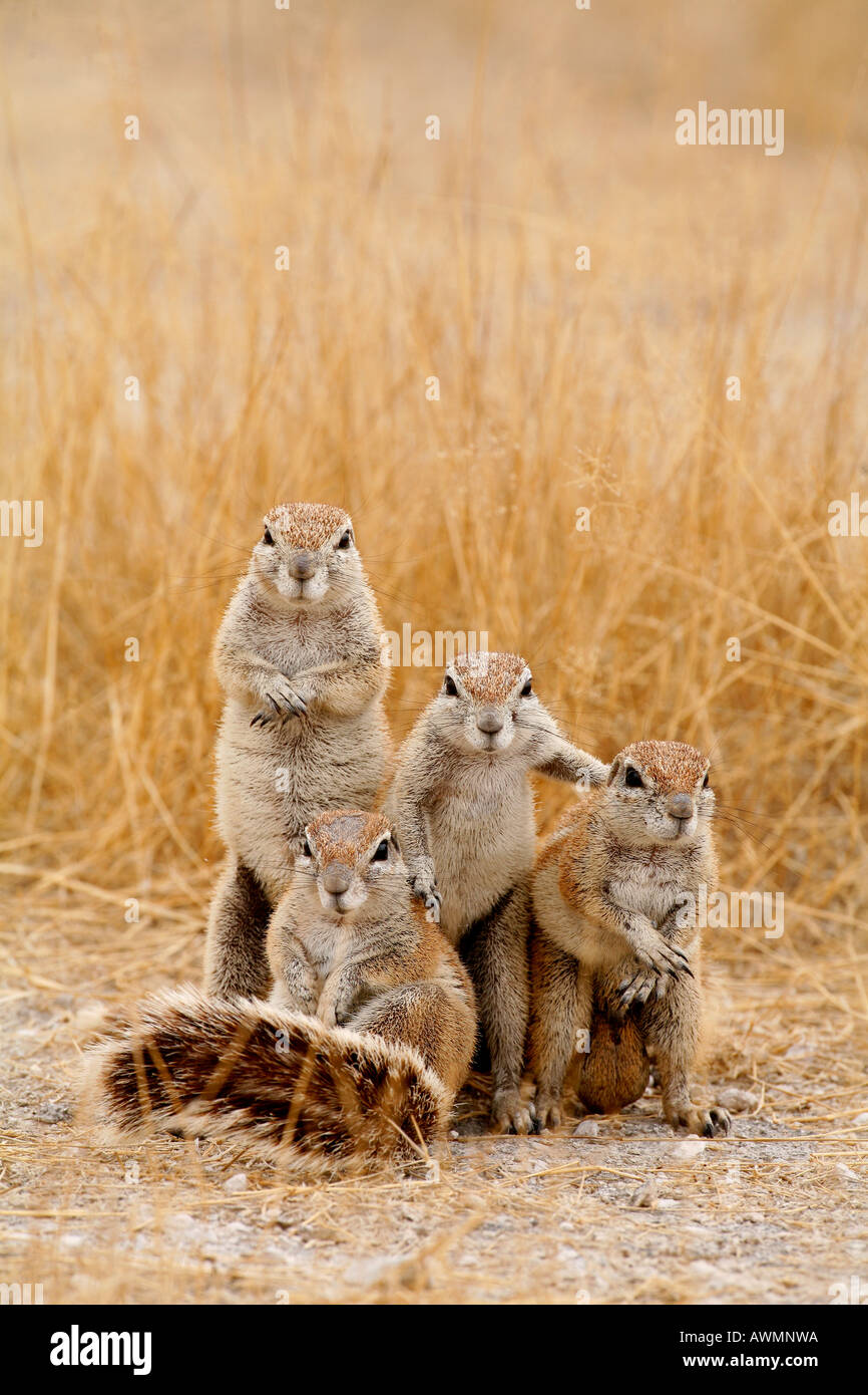Kap-Erdhörnchen posieren für Team-Foto Stockfoto
