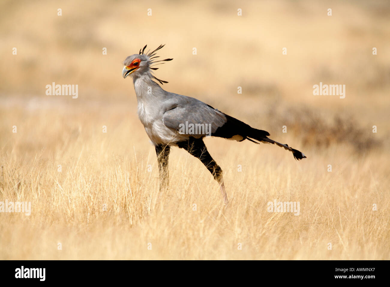 Sekretärin-Vogel marschieren über Savannah Grünland in Afrika. Stockfoto