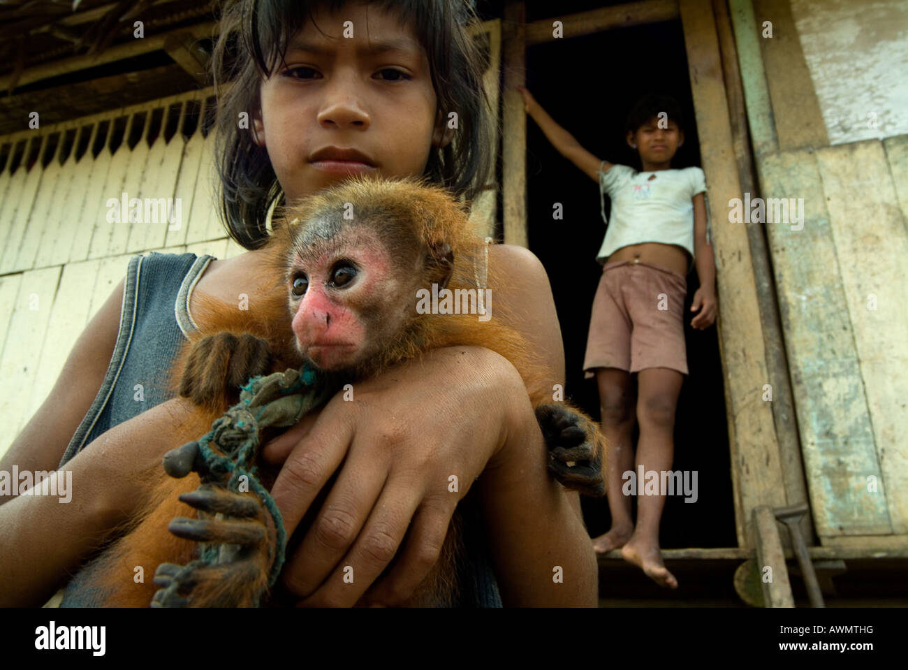 Roten Uakari Affen Cacajao Calvus Ucayali in Gemeinschaft von Esperanza Yavari Miri Peru gefangen als Haustier gehalten Stockfoto