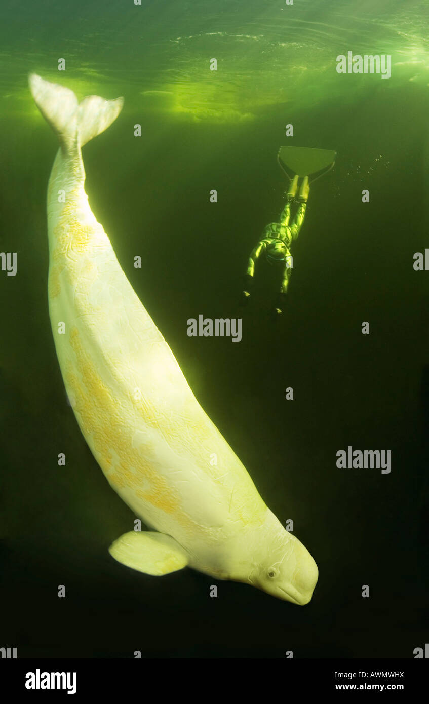 Beluga-Wal (Delphinapterus Leucas). Weißes Meer, weißen Karelien, Russland Stockfoto